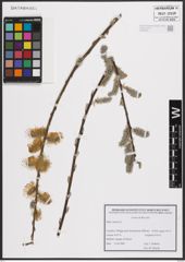 Foto von Salix cinerea L.